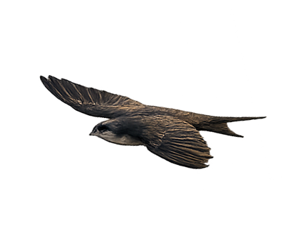 picturebird1