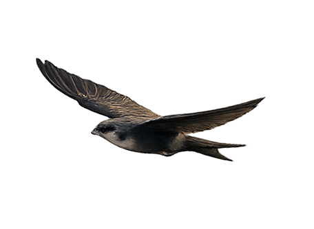 picturebird2