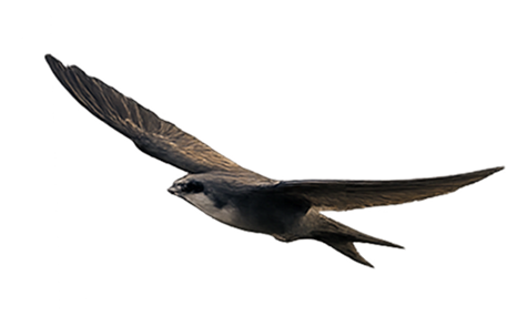 picturebird3
